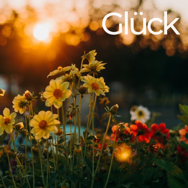 field of flowers at sunrise